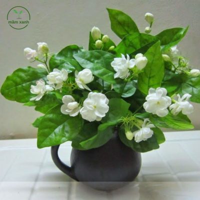 Hoa nhài thuộc các loài hoa màu trắng tinh khiết được yêu thích tại Mầm Xanh
