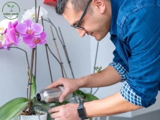 Tưới nước và phân bón hợp lí để cây hoa hồ điệp phát triển tốt