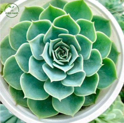 Sen Đá Nâu trong chậu gốm trắng