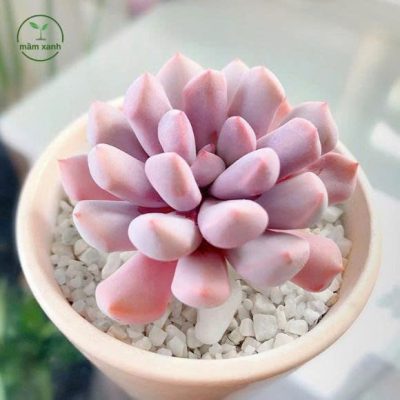 Cách trồng Sen Đá Nâu trong chậu nhỏ