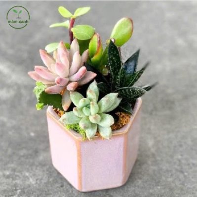 Sen Đá Nâu phong thủy mang tài lộc