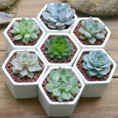 Cách chăm sóc Sen Đá Nâu tươi tốt