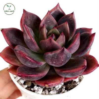 Cách chăm sóc Sen Đá Nâu tươi tốt