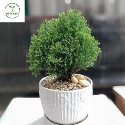 Cách chăm sóc sen đá nâu ngoài ban công.