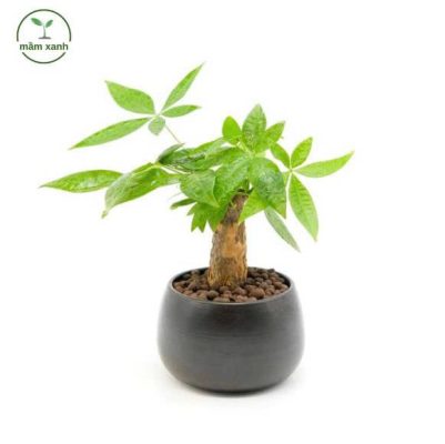 Sen đá phong thủy đặt trên bàn làm việc.