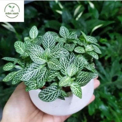 Hình ảnh sen đá mini nhiều màu trong chậu nhỏ.