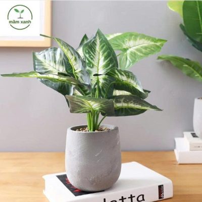 Hình ảnh các loại sen đá đẹp trong chậu nhỏ.