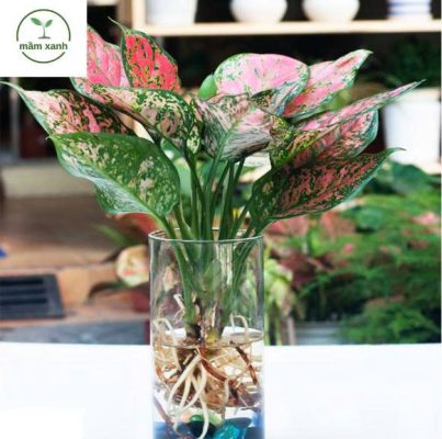 Cách trồng sen đá chuỗi ngọc trong chậu