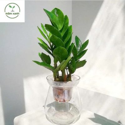 Nhân giống sen đá chuỗi ngọc đơn giản tại nhà