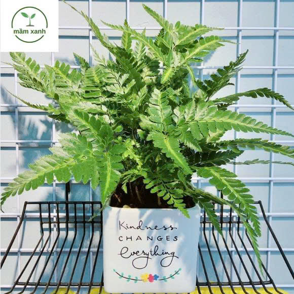 Dương Xỉ Tán Xanh – Biểu tượng của sự tươi mới, bình yên và khả năng thanh lọc không khí - Ảnh 4