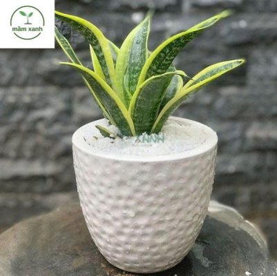 Sen đá chuỗi ngọc treo chậu xanh mướt