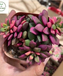 Alternative view of Sen Đá Tím Hồng – Sắc Màu May Mắn Cho Không Gian Xanh