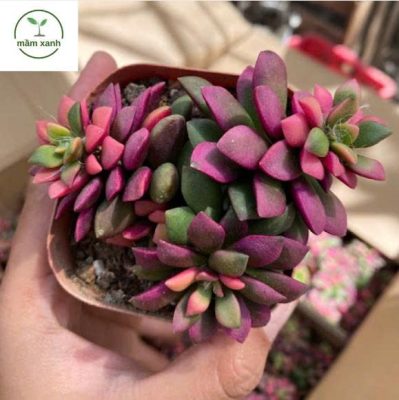 Sen đá hồng sao – món quà tượng trưng cho tình yêu và may mắn