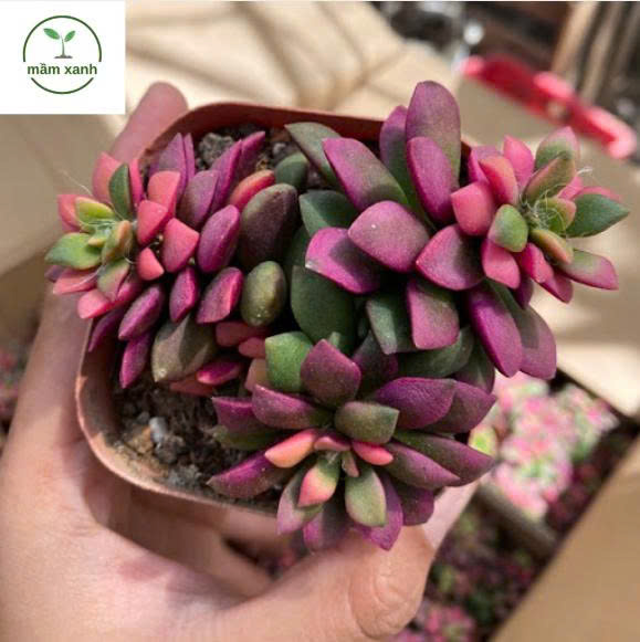 Sen Đá Tím Hồng – Sắc Màu May Mắn Cho Không Gian Xanh - Ảnh 2
