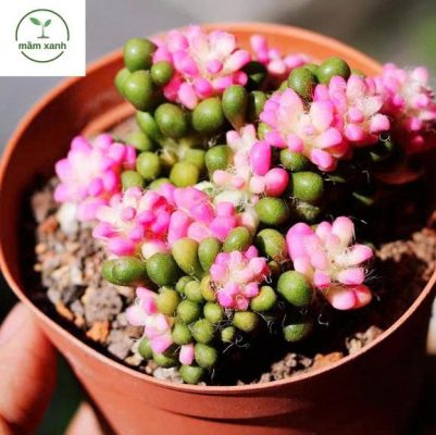 Cách tưới nước cho sen đá hồng sao đúng cách