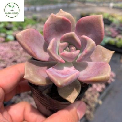 Sen đá hồng sao trang trí phòng khách hiện đại