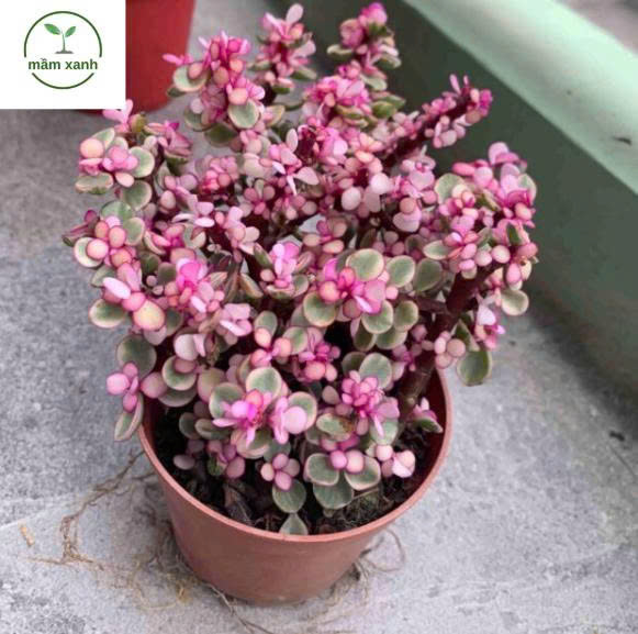 Sen Đá Tím Hồng – Sắc Màu May Mắn Cho Không Gian Xanh - Ảnh 5