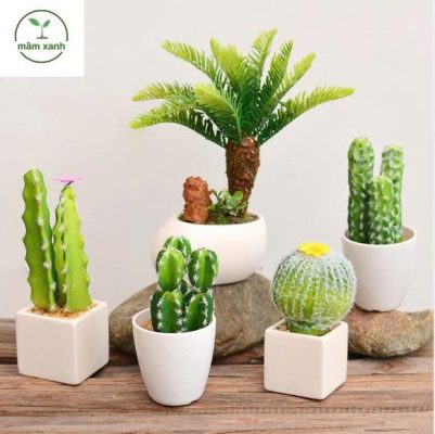 Các loại cây sương rồng cảnh trong chậu trang trí