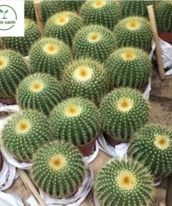 Alternative view of Xương Rồng Cầu (Cactus) – Biểu tượng của nghị lực, sự kiên cường và sức sống bền bỉ