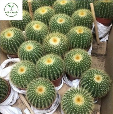 Hoa cây sương rồng cảnh nở đẹp trên bệ cửa sổ