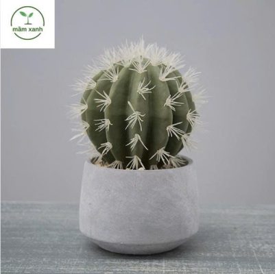 Tưới nước cho cây sương rồng cảnh đúng cách