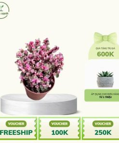 Sen Đá Tím Hồng – Sắc Màu May Mắn Cho Không Gian Xanh