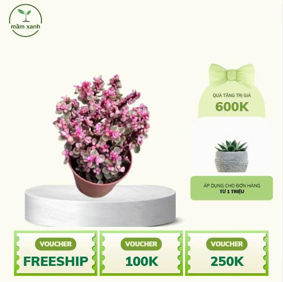 Sen Đá Tím Hồng – Sắc Màu May Mắn Cho Không Gian Xanh