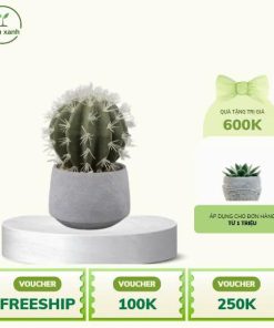 Xương Rồng Cầu (Cactus) – Biểu tượng của nghị lực, sự kiên cường và sức sống bền bỉ