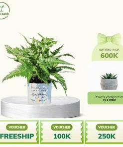 Dương Xỉ Tán Xanh – Biểu tượng của sự tươi mới, bình yên và khả năng thanh lọc không khí