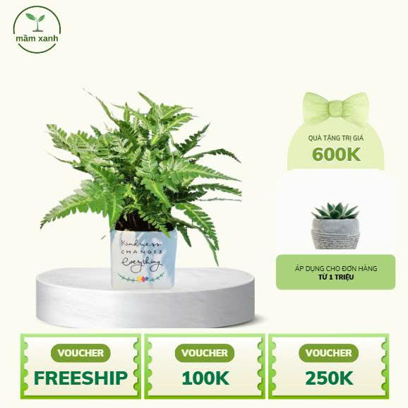 Dương Xỉ Tán Xanh – Biểu tượng của sự tươi mới, bình yên và khả năng thanh lọc không khí