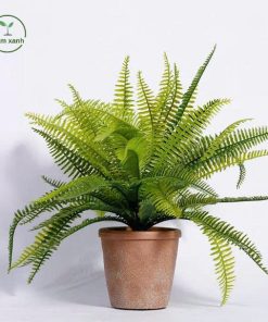 Alternative view of Dương Xỉ Tán Xanh – Biểu tượng của sự tươi mới, bình yên và khả năng thanh lọc không khí