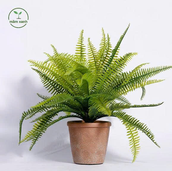 Dương Xỉ Tán Xanh – Biểu tượng của sự tươi mới, bình yên và khả năng thanh lọc không khí - Ảnh 2