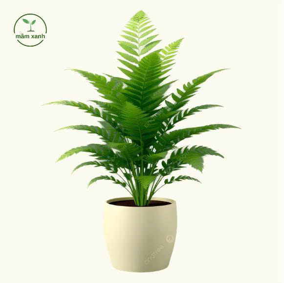 Dương Xỉ Tán Xanh – Biểu tượng của sự tươi mới, bình yên và khả năng thanh lọc không khí - Ảnh 3